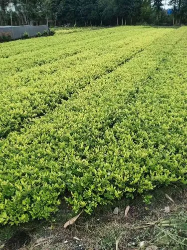 綠化工程移交情況說(shuō)明怎么寫(xiě)