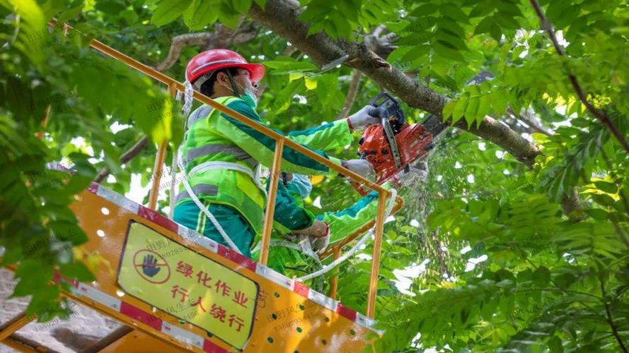 園林管理亂象曝光，專家敦促加強責任追究